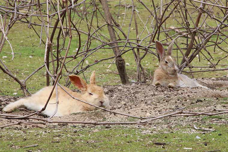ピーターラビットと同じアナウサギ