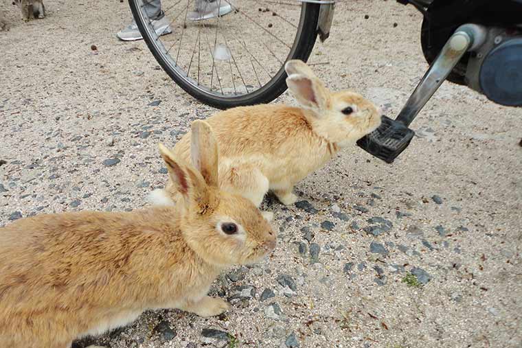 サイクリングしていても寄ってくるうさぎたち