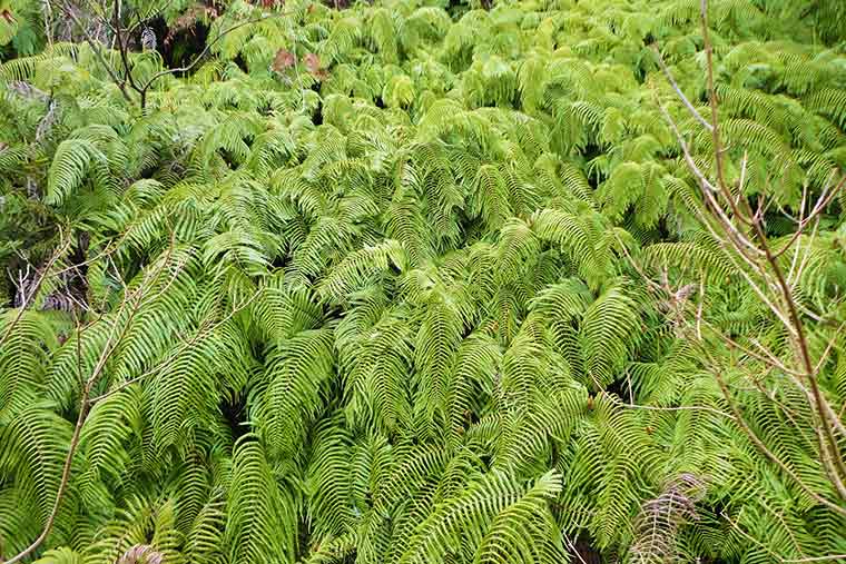 大久野島の深い森