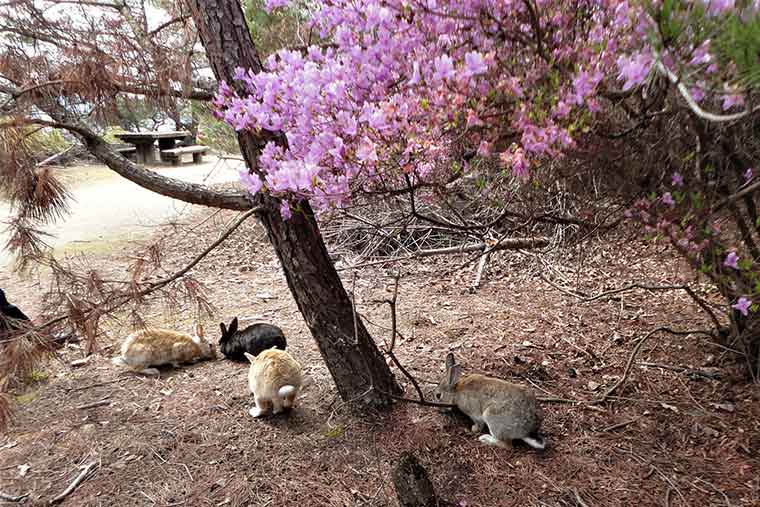 コバノミツバツツジ