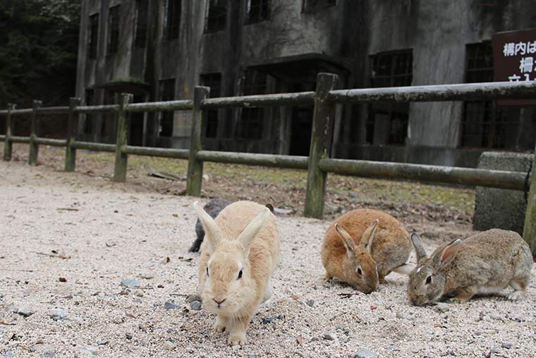 発電場跡のうさぎ