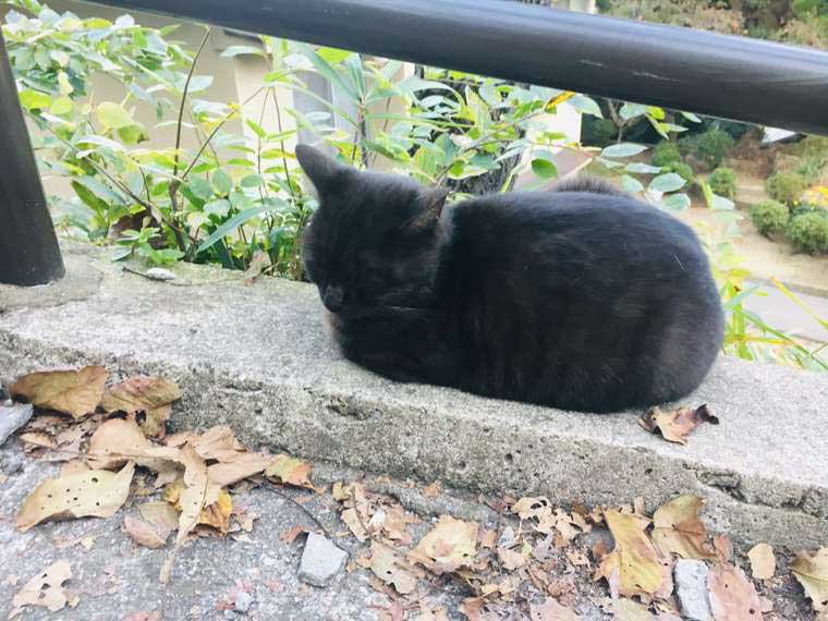 広島県・尾道市 「猫の細道」