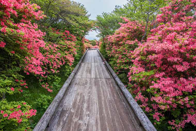那須 八幡のツツジ