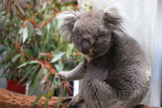 天王寺動物園のコアラ