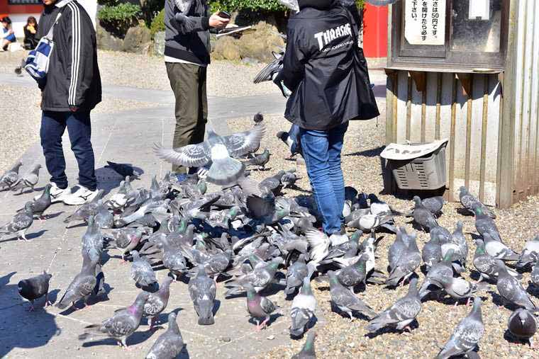 大須観音 境内のハト