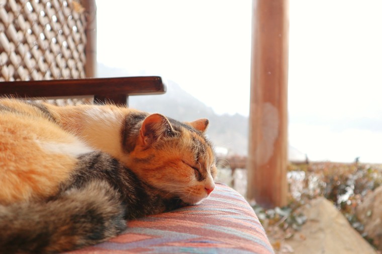 猿ヶ京温泉 料理旅館樋口 こごめ