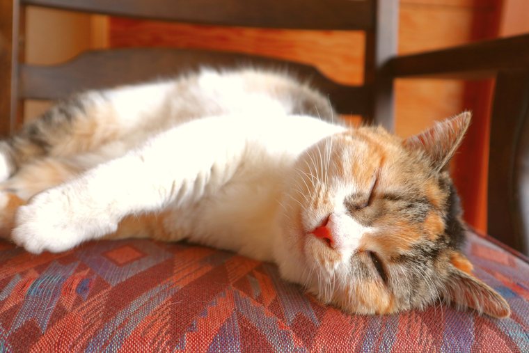 猿ヶ京温泉 料理旅館樋口 看板猫　こごめ