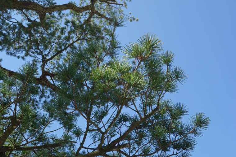 栗林公園の根上り五葉松