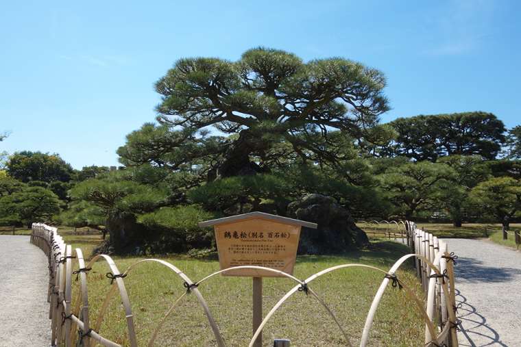 栗林公園の鶴亀松