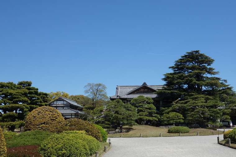 栗林公園のヒマラヤ杉