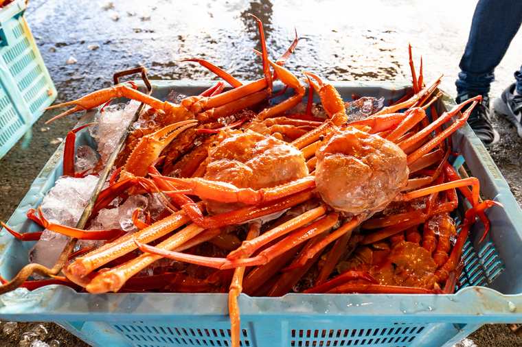 境漁港見学ツアー