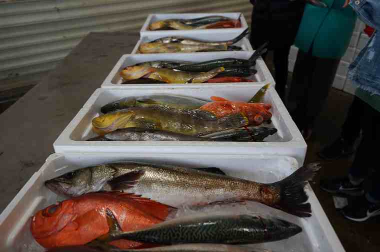 境漁港見学ツアー