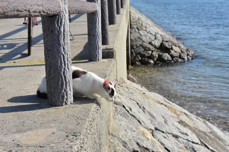 佐久島　野良猫