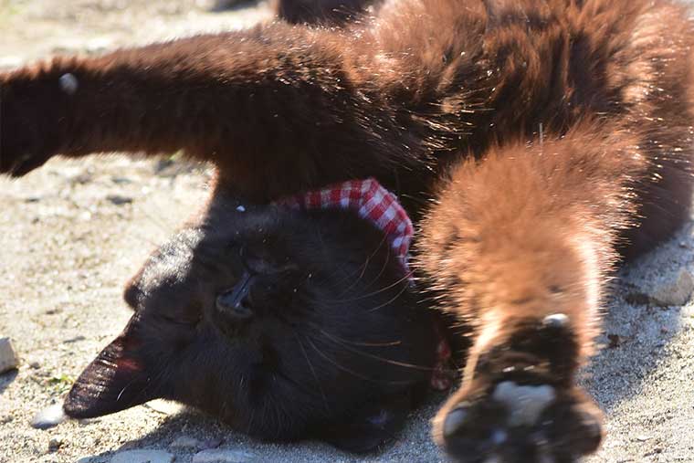 佐久島　猫のハナちゃん