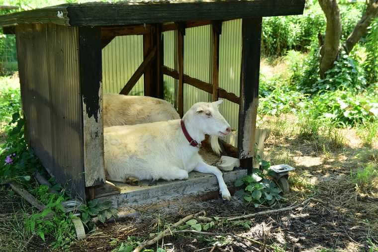 佐久島　ヤギのノンとビリー