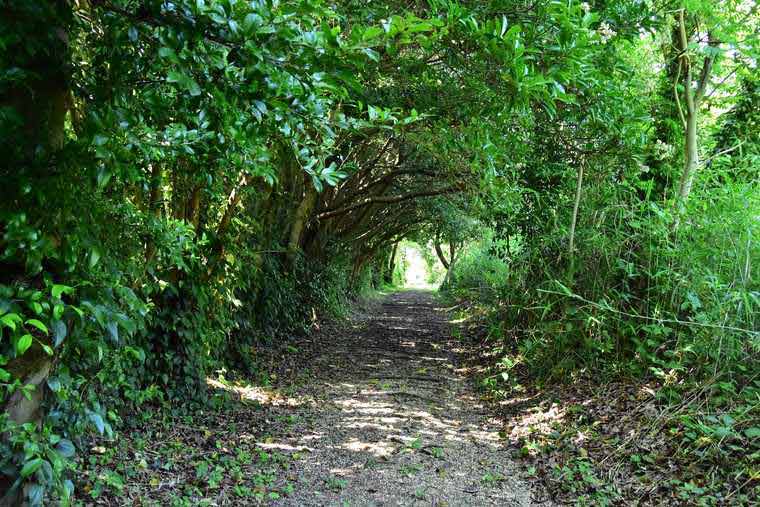 佐久島「佐久島の秘密基地／アポロ」へ続く道