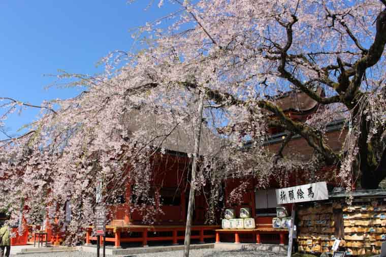 富士山本宮浅間大社の信玄桜