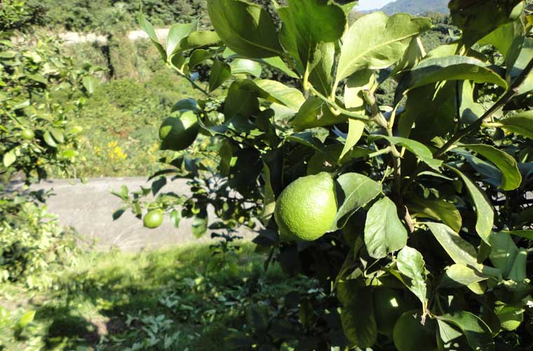 瀬戸田町のレモン畑