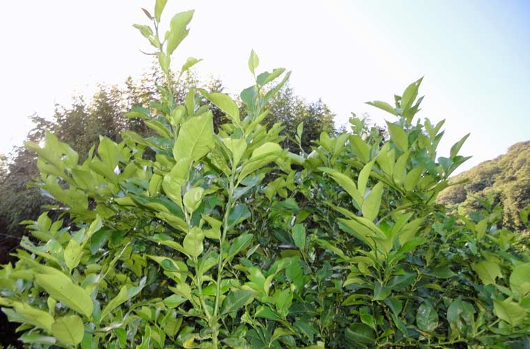 黄緑色の木はまだ若いレモンの木