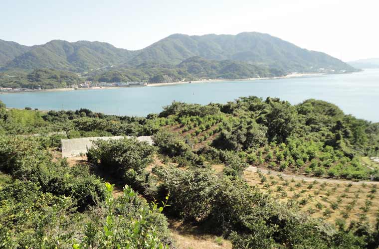 瀬戸田水道を挟んで向こう岸に見える生口島