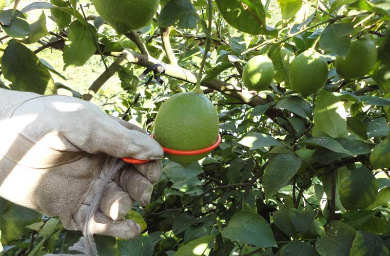 グリーンレモンは直径5.5cmくらいになると収穫期を迎える