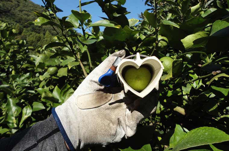 ハート型のレモンも栽培している