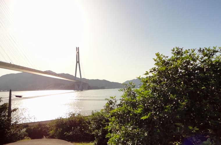 瀬戸内海に広がるレモン畑と多々羅大橋のコントラストが美しい絶景