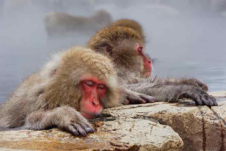 地獄谷野猿公苑
