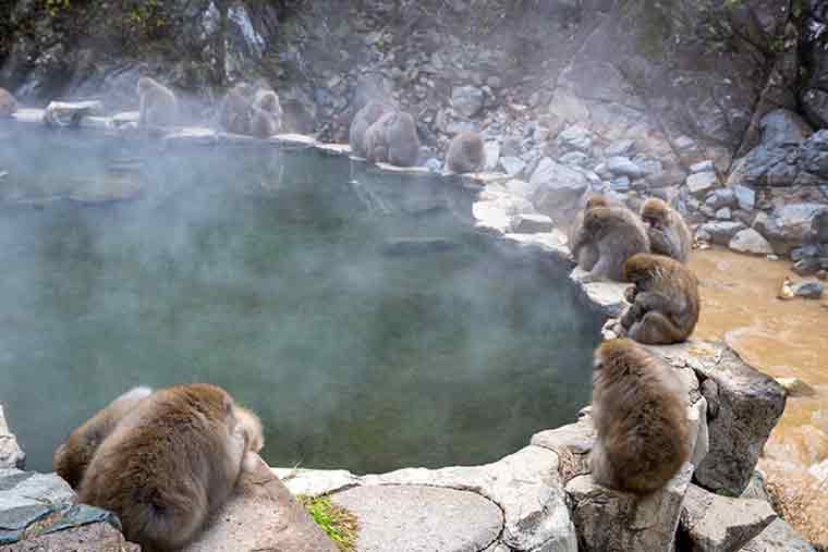 地獄谷野猿公苑