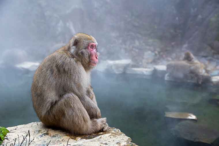 地獄谷野猿公苑