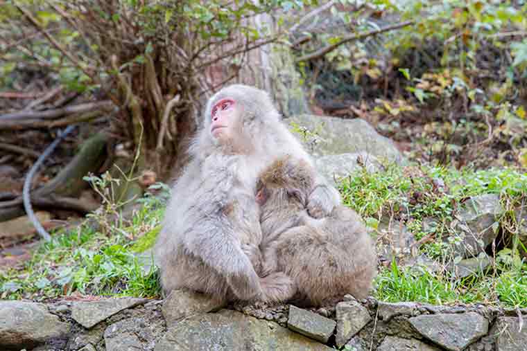 地獄谷野猿公苑