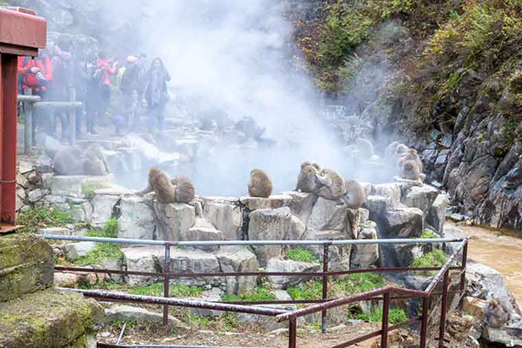 地獄谷野猿公苑