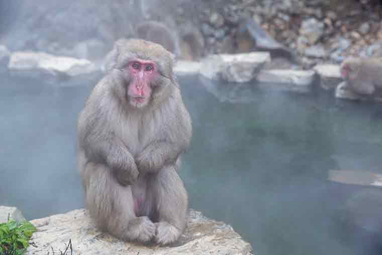 地獄谷野猿公苑