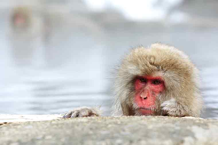 地獄谷野猿公苑