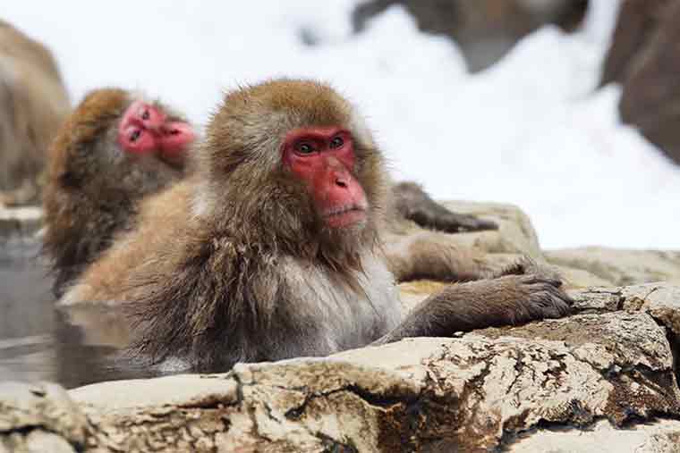地獄谷野猿公苑