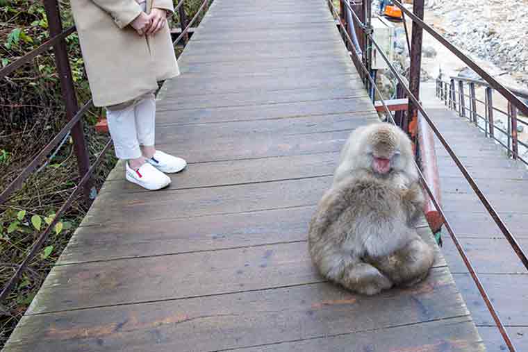 地獄谷野猿公苑
