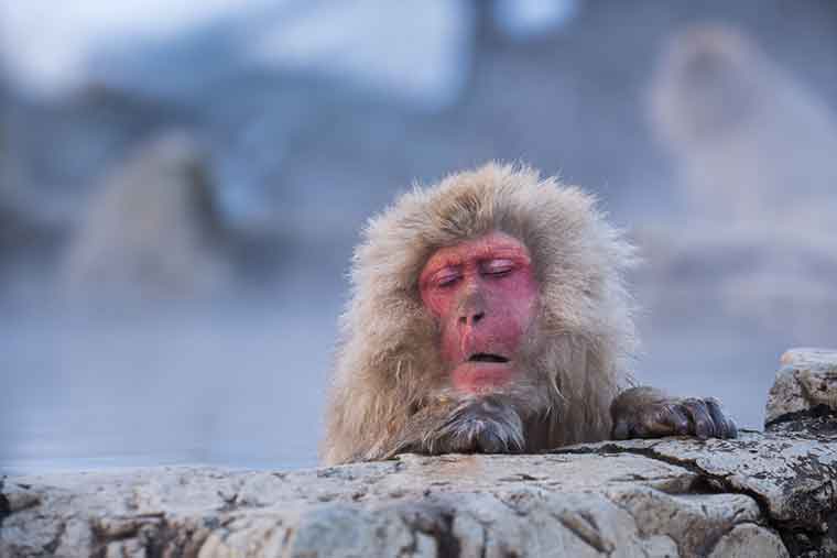 地獄谷野猿公苑