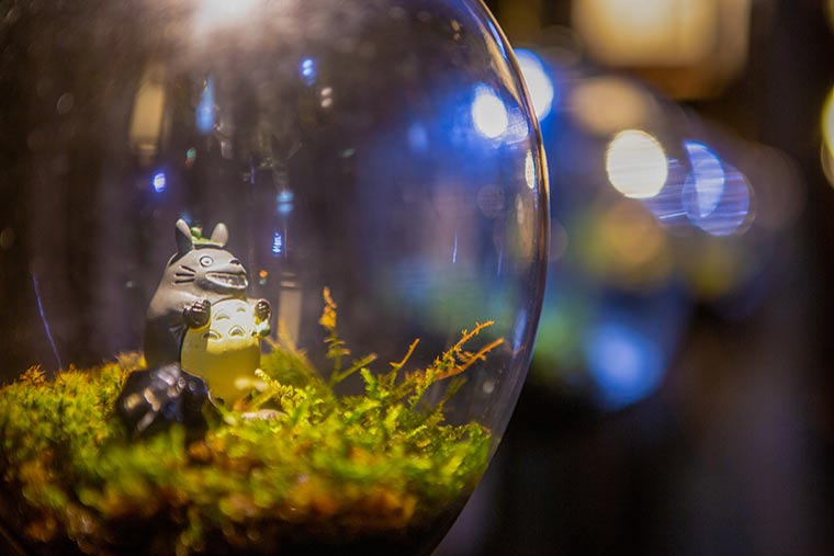 苔ランプのライトアップ