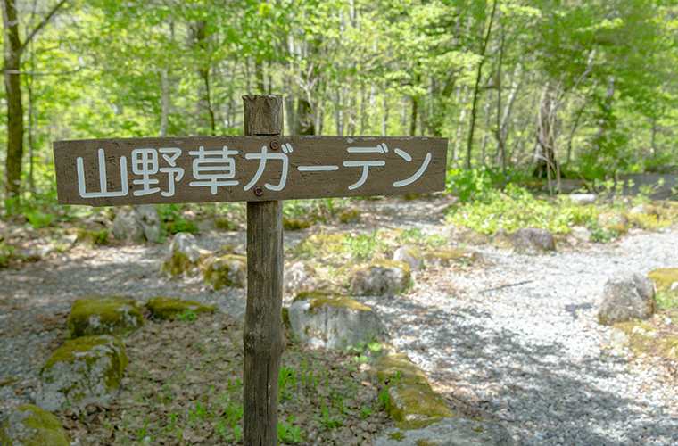 山野草ガーデン