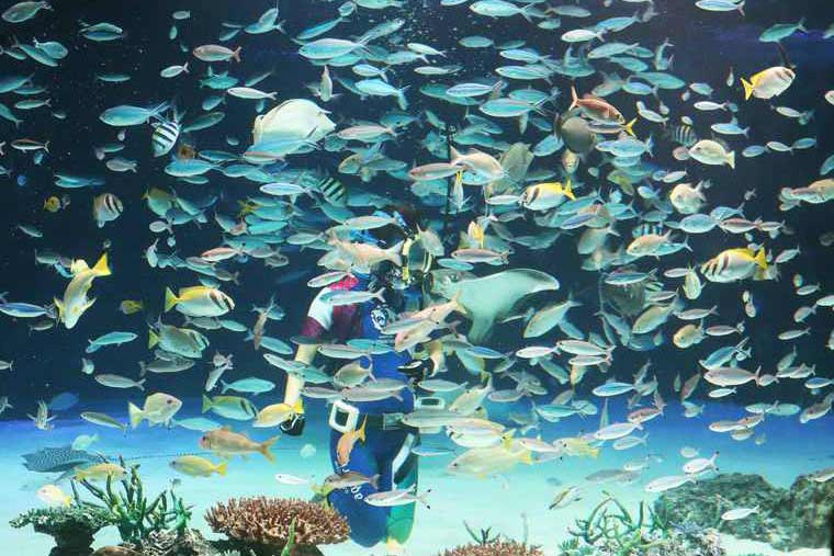 サンシャイン水族館 「サンシャインラグーン」　水中パフォーマンス