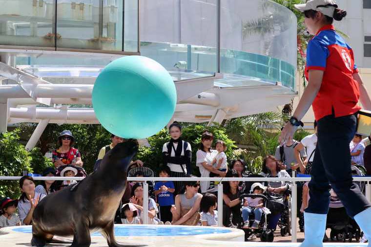 サンシャイン水族館 天空の旅 アシカ・パフォーマンスタイム
