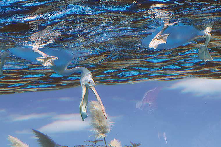 サンシャイン水族館 天空の旅 ペリカンフィーディングタイム