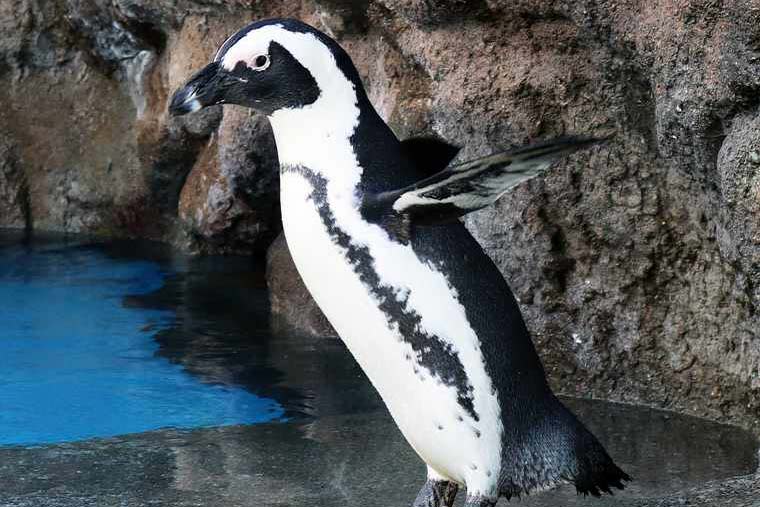 サンシャイン水族館