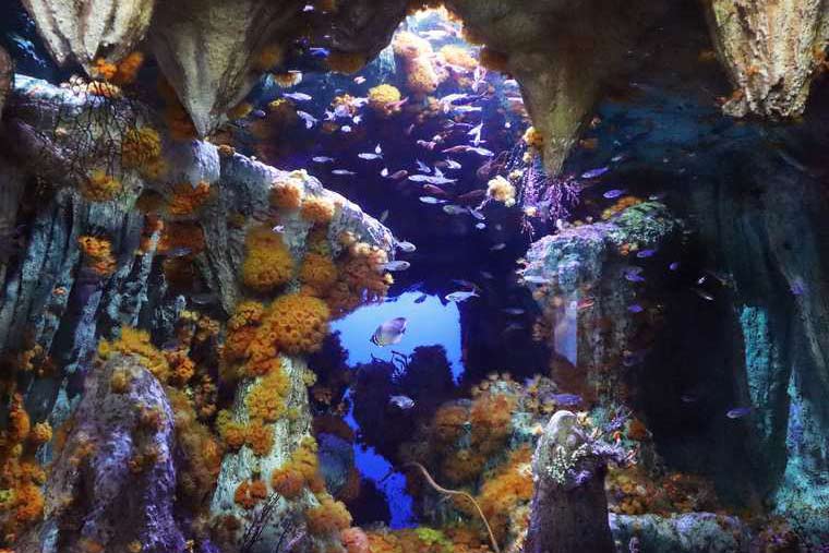 サンシャイン水族館 大海の旅 「サンシャインラグーン」