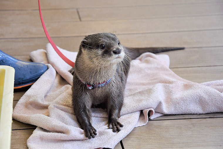 サンシャイン水族館 コツメカワウソ散歩