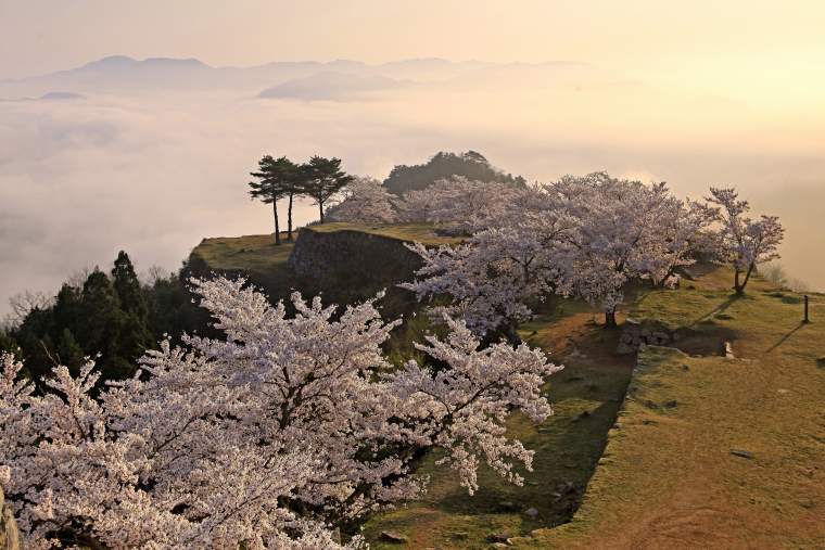 竹田城　雲海　桜