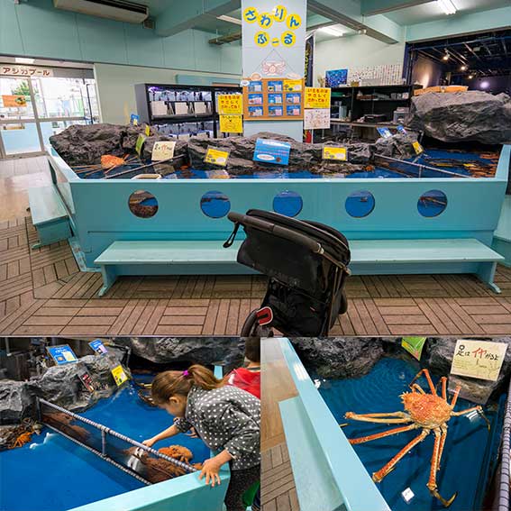 竹島水族館　タッチプール