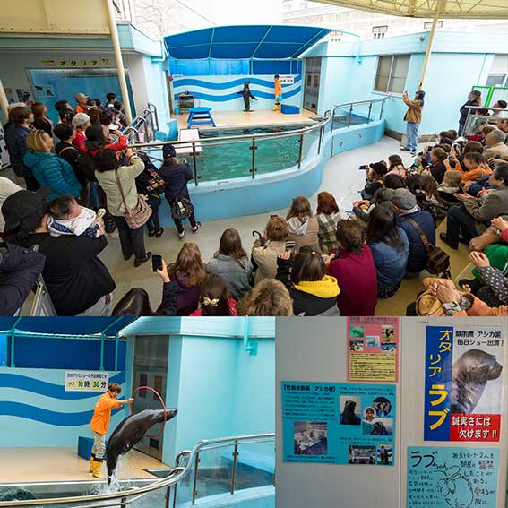 竹島水族館　アシカショー