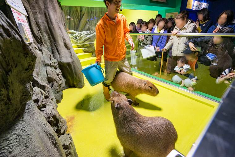 竹島水族館　カピバラショー
