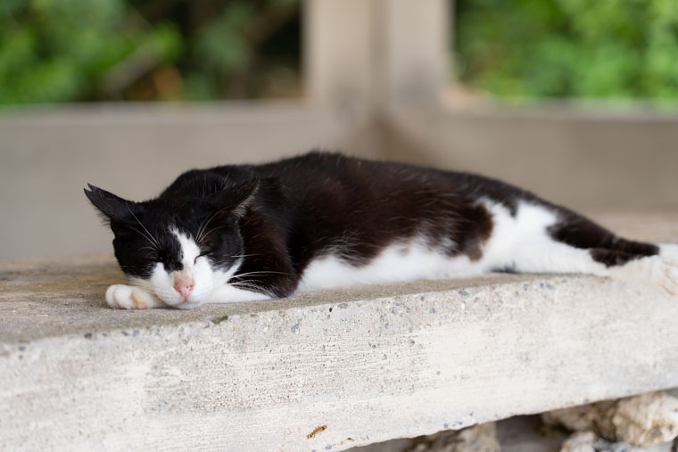 コンドイ浜で寝ている猫